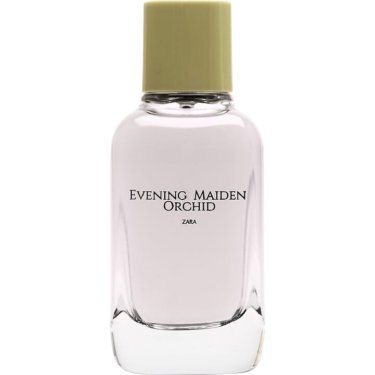 Evening Maiden Orchid